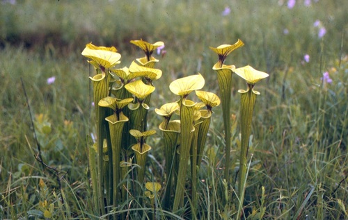 Sarracenia flava