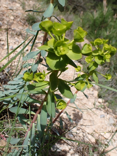 Euphorbia nicaeensis, photograph 1