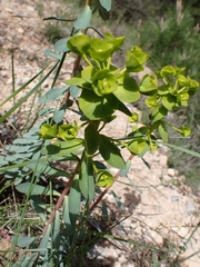 Euphorbia nicaeensis