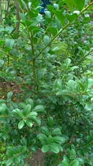 Ilex maximowicziana