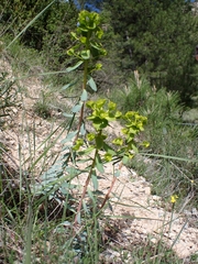 Euphorbia nicaeensis, photograph (c) Jorge Íñiguez, some rights reserved (CC BY)