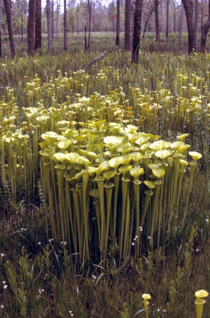 Sarracenia foto 2