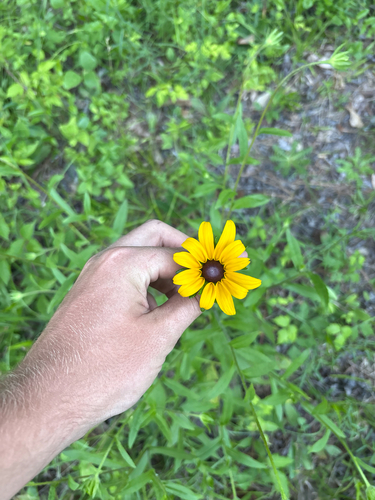 Rudbeckia