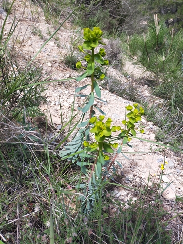 Euphorbia nicaeensis, photograph 3