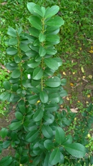 Ilex maximowicziana