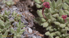 Eriogonum breedlovei