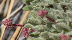 Eriogonum breedlovei