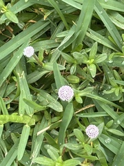 Spilanthes leiocarpa
