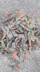 Euphorbia hirta