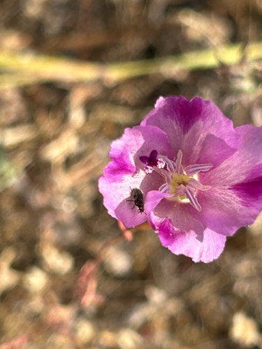 iNaturalist observation photo of Beetles