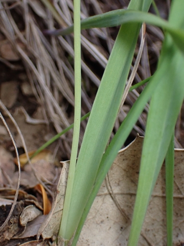 Allium moly