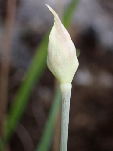 Allium moly