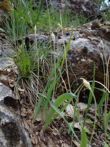 Allium moly