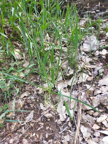 Allium moly
