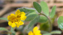 Erythranthe primuloides