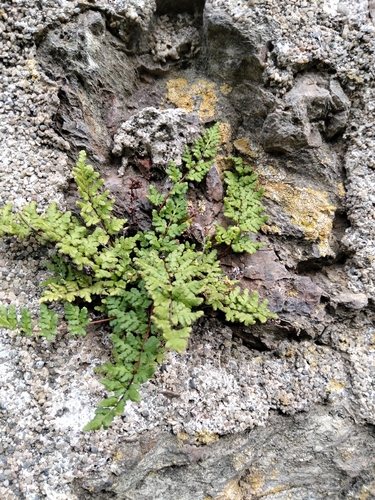 Oeosporangium pteridioides, 2026-05-18