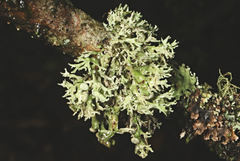 Ramalina inflata