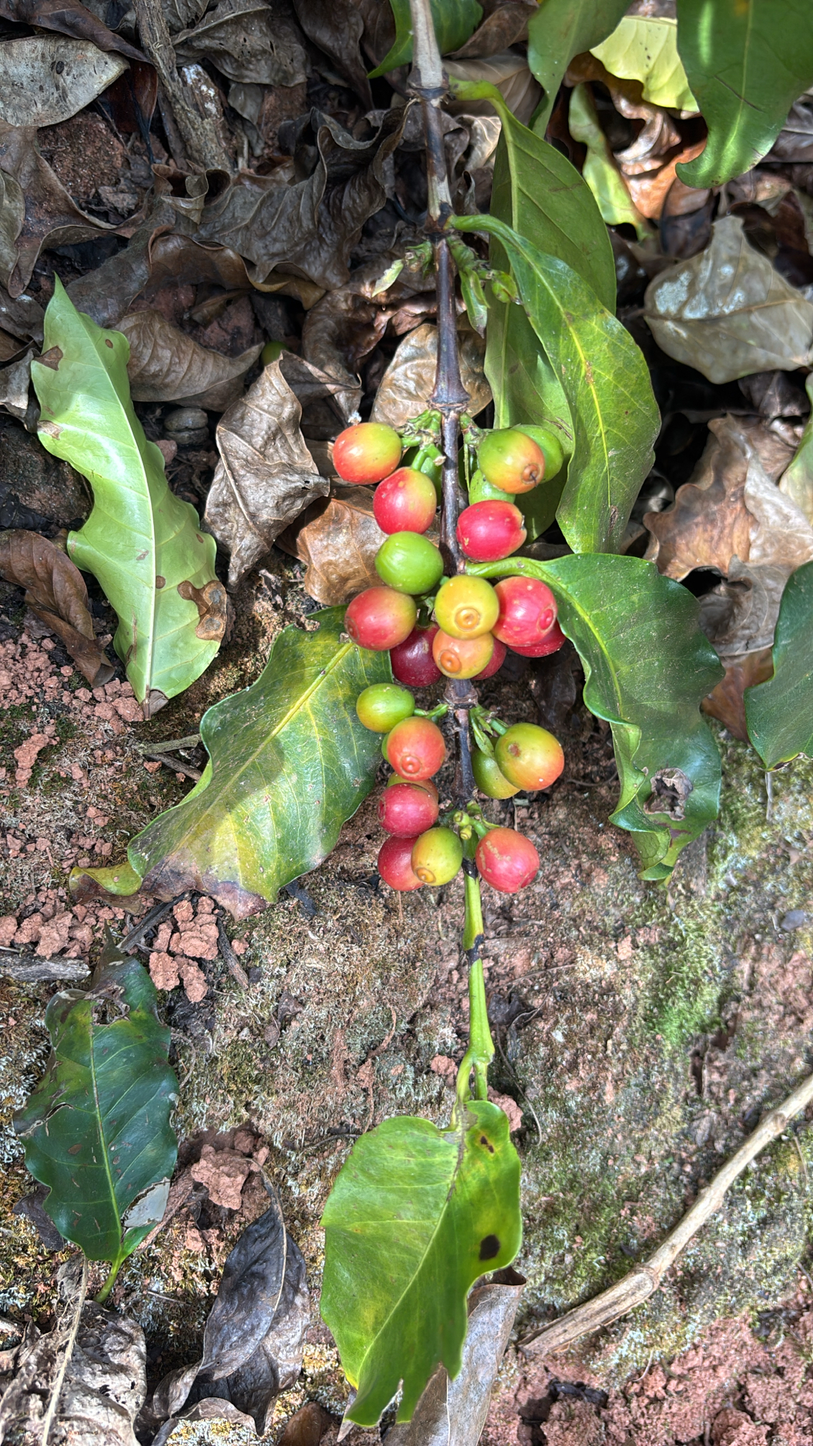 Coffea arabica