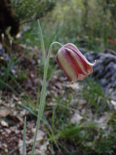 Fritillaria lusitanica, photograph 5