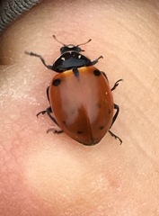 Hippodamia quinquesignata