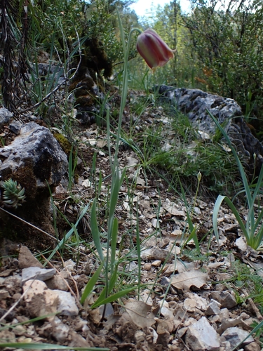 Fritillaria lusitanica, photograph 6