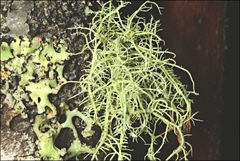 Usnea inermis
