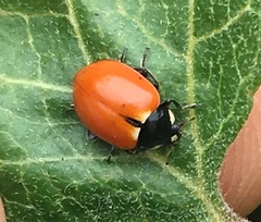 Hippodamia quinquesignata