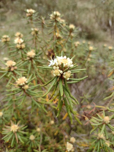 Rhododendron tomentosum: Herkunft und Verwendung — foto 4