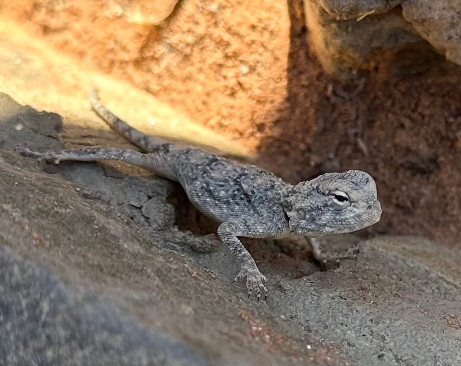 Agama anchietae Bocage, 1896