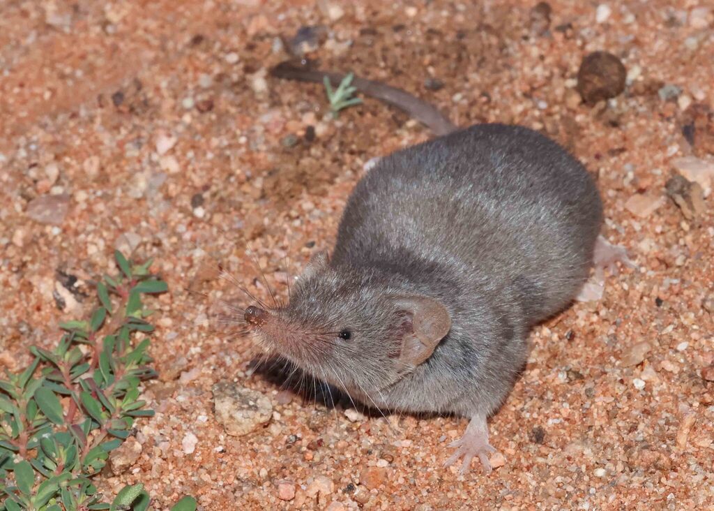 Reddish-gray Musk Shrew