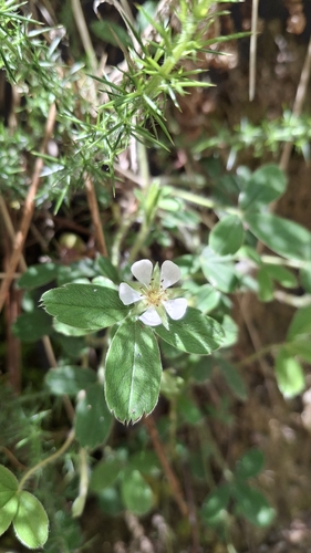 Potentilla montana, photograph 6