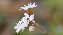 Lithophragma parviflorum