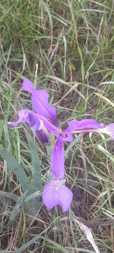 Blue iris