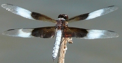Libellula luctuosa