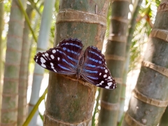 Myscelia ethusa ethusa