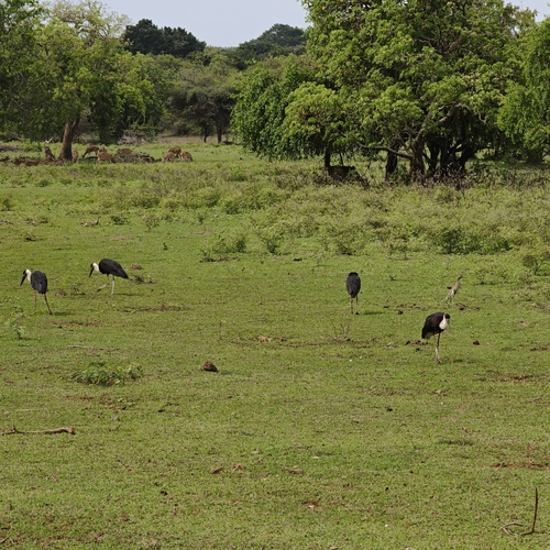iNaturalist image