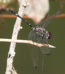 Dythemis velox
