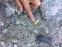 Camissoniopsis pallida