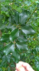 Cinnamomum reticulatum