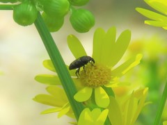 Glyptobaris lecontei