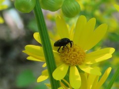 Glyptobaris lecontei