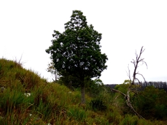 Brachychiton populneus populneus