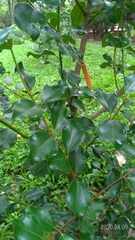 Cinnamomum reticulatum