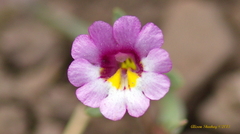 Erythranthe sierrae