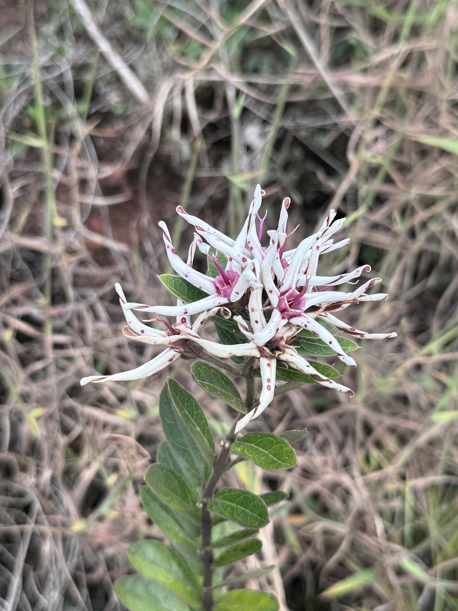 Oxypetalum erectum