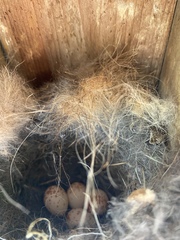 Poecile carolinensis
