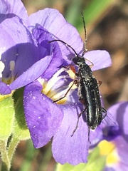 Grammoptera subargentata