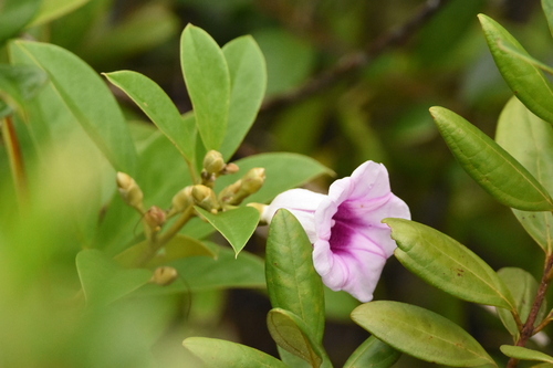 Argyreia mollis observed 2025-10-26