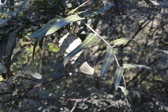 Araujia brachystephana