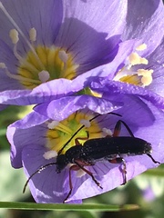 Grammoptera subargentata